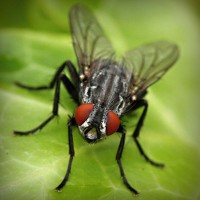 /album/vida-de-los-animales/photolia-a01-jpg/