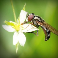 /album/vida-de-los-animales/photolia-a02-jpg/