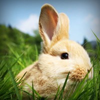 /album/vida-de-los-animales/photolia-a03-jpg/