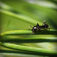 /album/vida-de-los-animales/photolia-a05-jpg/