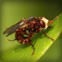 /album/vida-de-los-animales/photolia-a06-jpg/