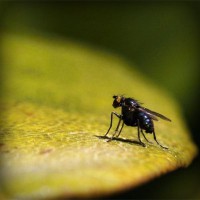 /album/vida-de-los-animales/photolia-a07-jpg/