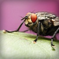 /album/vida-de-los-animales/photolia-a08-jpg/