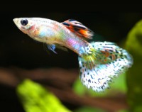 /album/vida-de-los-animales/como-cuidar-un-pez-guppy-jpg1/