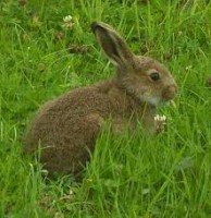 /album/vida-de-los-animales/conejo-2-jpeg1/