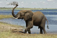 /album/vida-de-los-animales/elefante-365xxx80-jpg1/